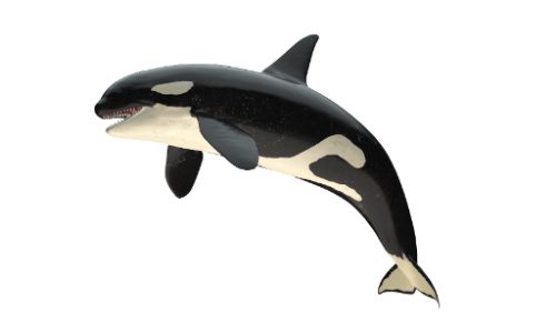 Image of Killer Whale | NYSE